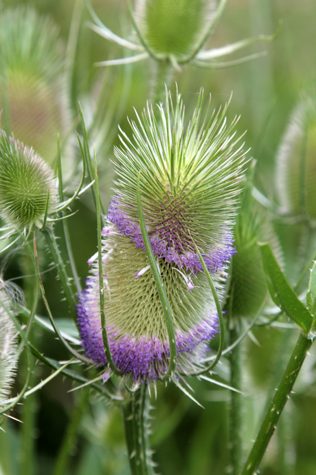 distel 01.jpg