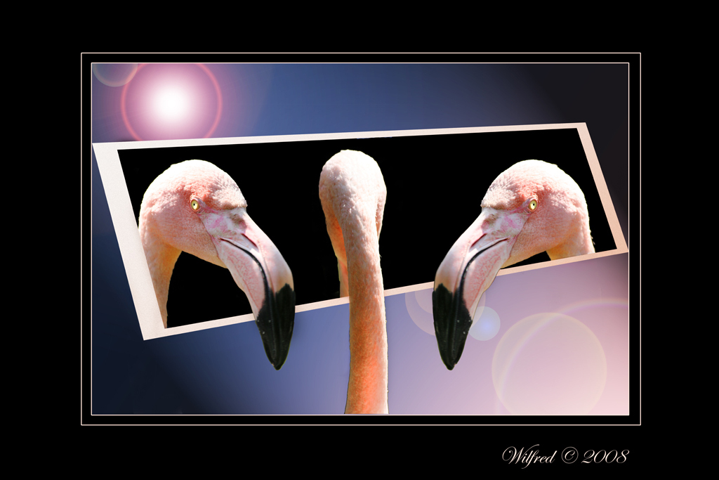 Flamingo - Over een paar maanden wordt mijn kleine geboren. Dit is een ontwerp voor op de kinderkamer. Het is de bedoeling dat deze naast de bewerking van de pa - foto door Creamy op 07-09-2008 - deze foto bevat: flamingo, rose, bewerking, snavel