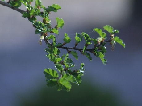 Takje van de boom