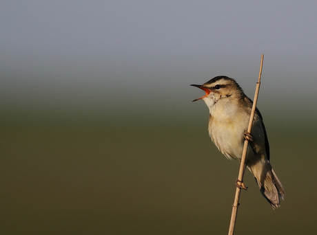 The singer