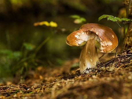 Paddestoelen zijn lekker