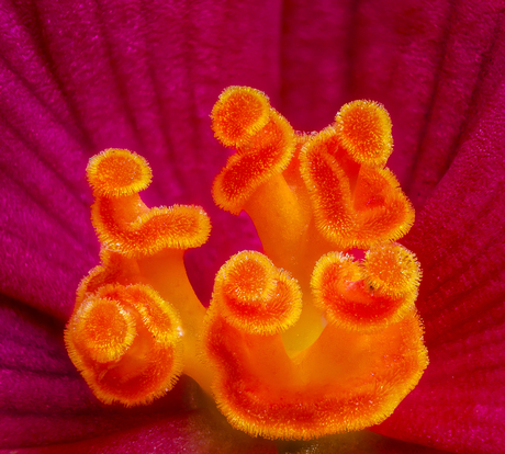 koraal in een bloem