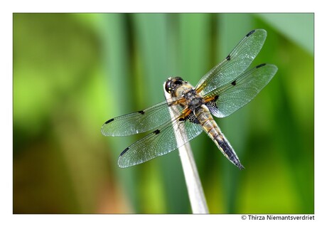 Dragonfly