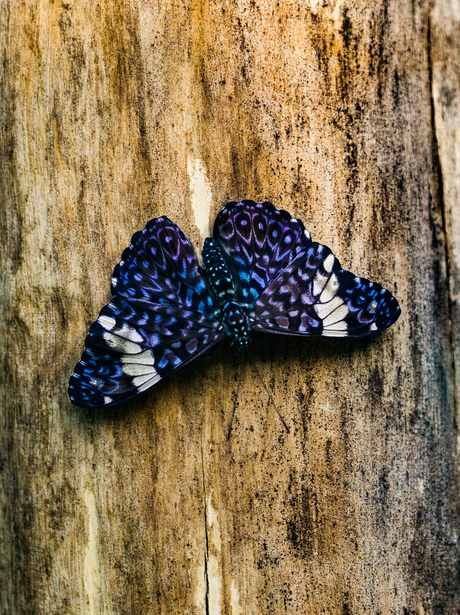 Blauer Mosaikfalter vlinder