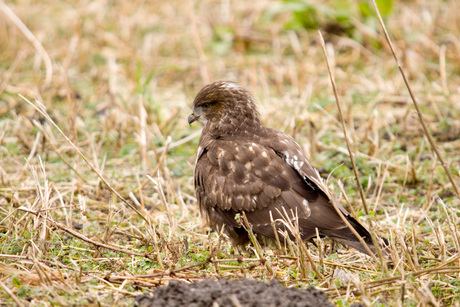 buizerd in het gras