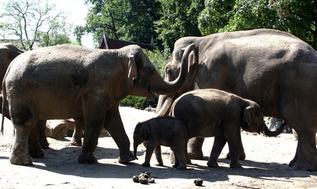 Olifanten familie.