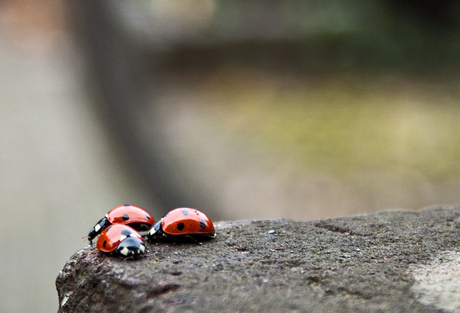 tres amigos vanmorgen ergens in Tuindorp Utrecht