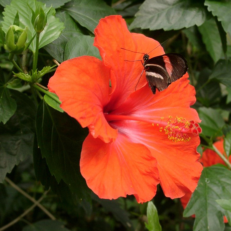 Hibiscus met vlinder
