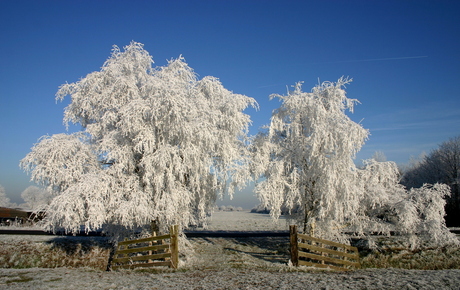 Witte bomen in de winter