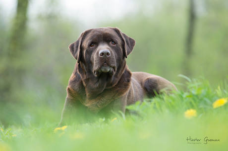 Bo de labrador