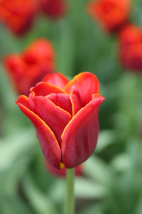Tulp