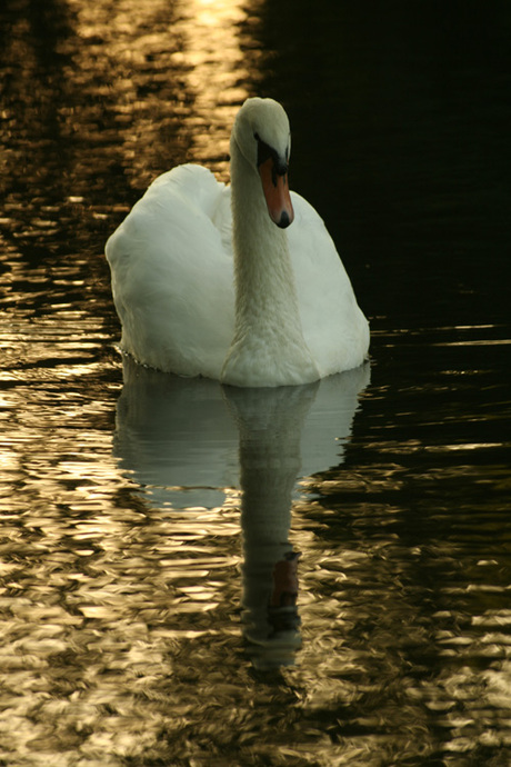 Reflection