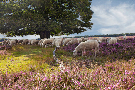 schapen op heide