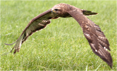 Buizerd in vogelvlucht