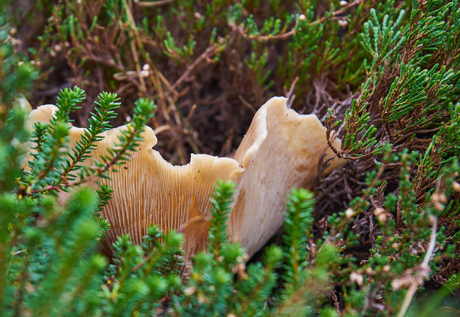 tussen de Gaspeldoorns