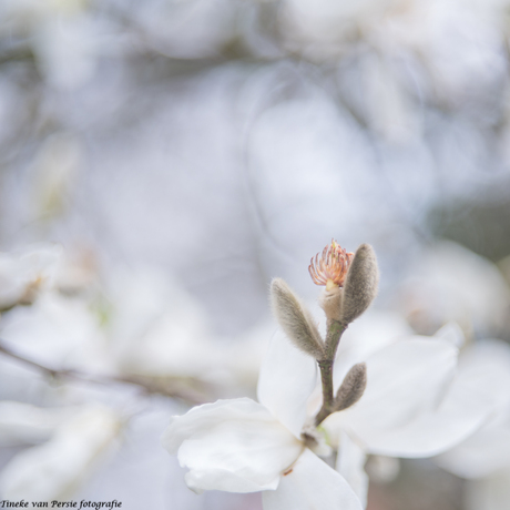 magnolia