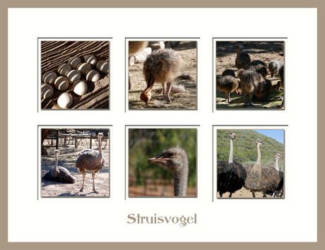 Struisvogel collage