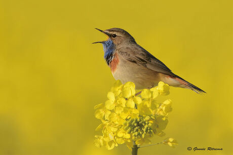 Blauwborst