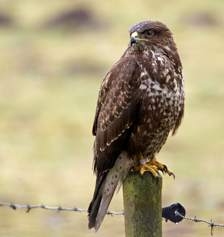 Buizerd