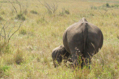 Witte neushoorn moeder en baby van 3 weken..!!