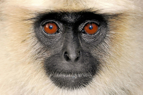 ERVEO - Roel Verleyen, Oosterzele - Monkey Face, Ranakpur India.jpg