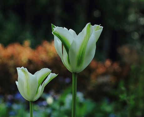 De groene tulp