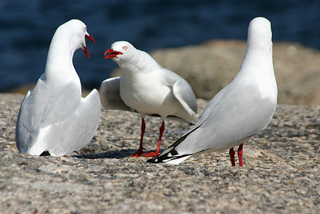 Silver gulls