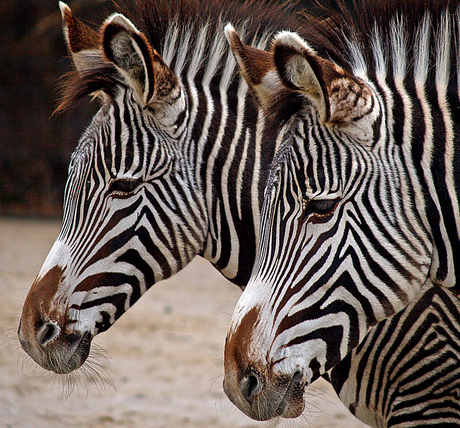 Zebra's