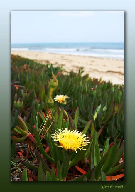 Strand bloem