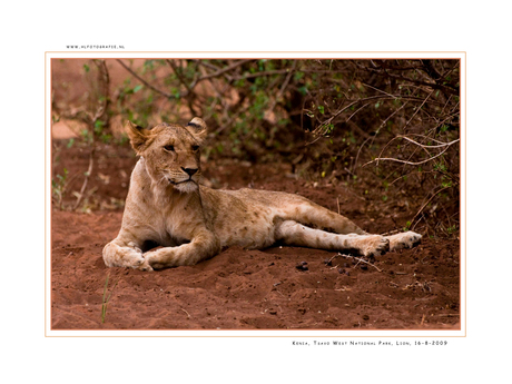 Lion 4, Kenia