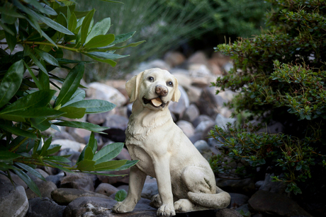 Labrador