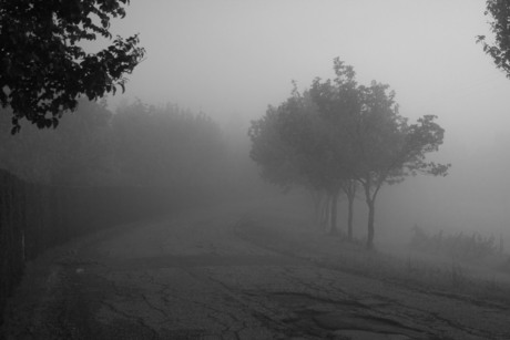 La nebbia di mattina