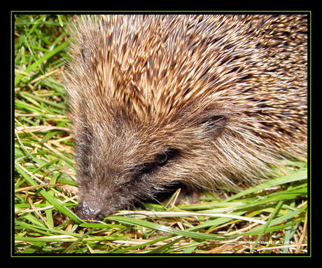 Egel in het gras