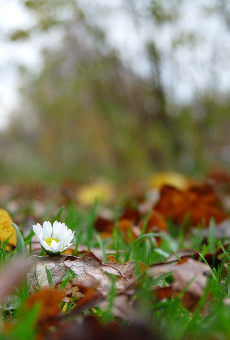 Lawn-daisy