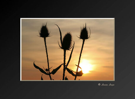 bloemen bij zonsondergang