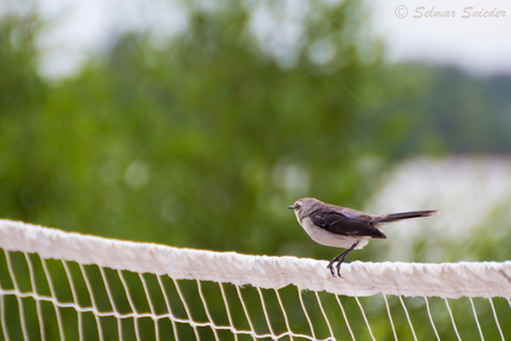 Vogel op volleybalnet