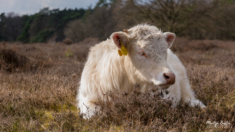 Charolais cow