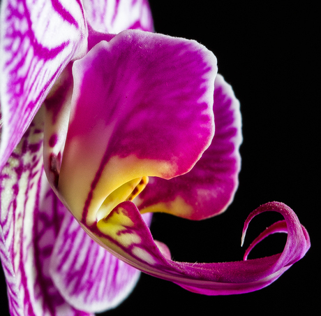 Orchidee close up