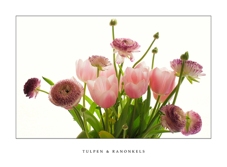 Tulpen & Co.