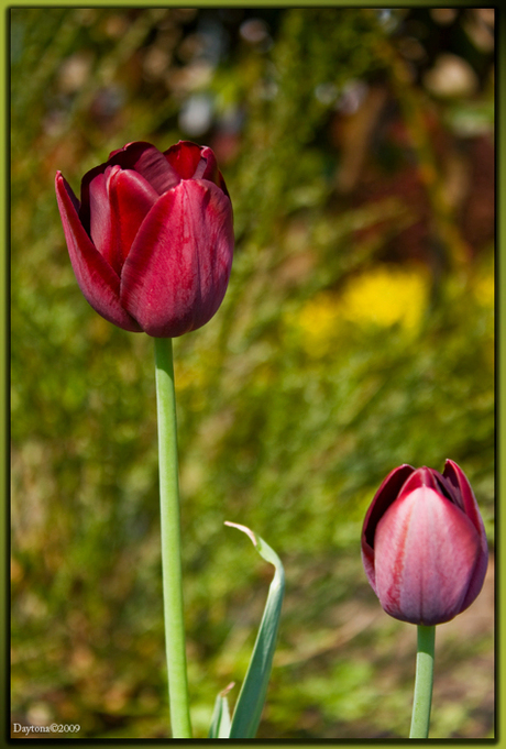 Tulpen