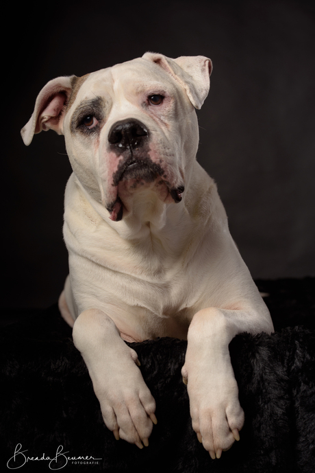 American Bulldog