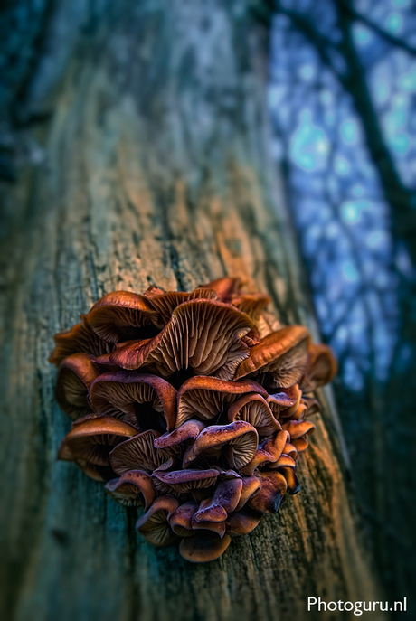 Mushrooms