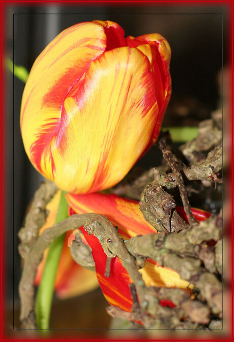 Rood-gele tulp