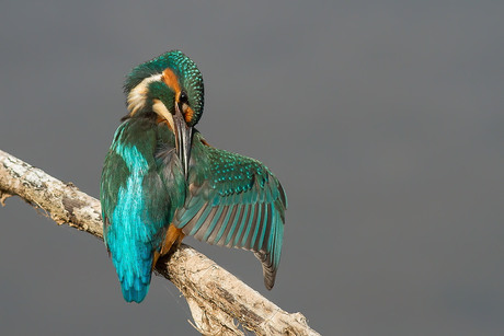 cleaning feathers