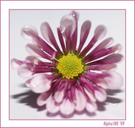 Chrysant