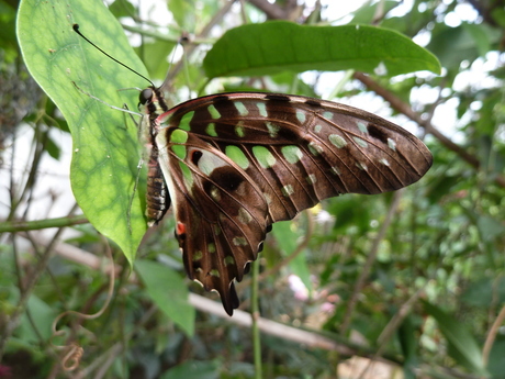 graphium agamemnon agamemnon tailed jay .JPG