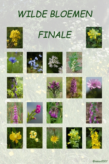 Wilde bloemen Finale