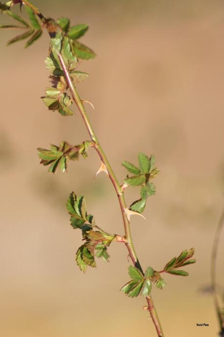 Wilde roos?