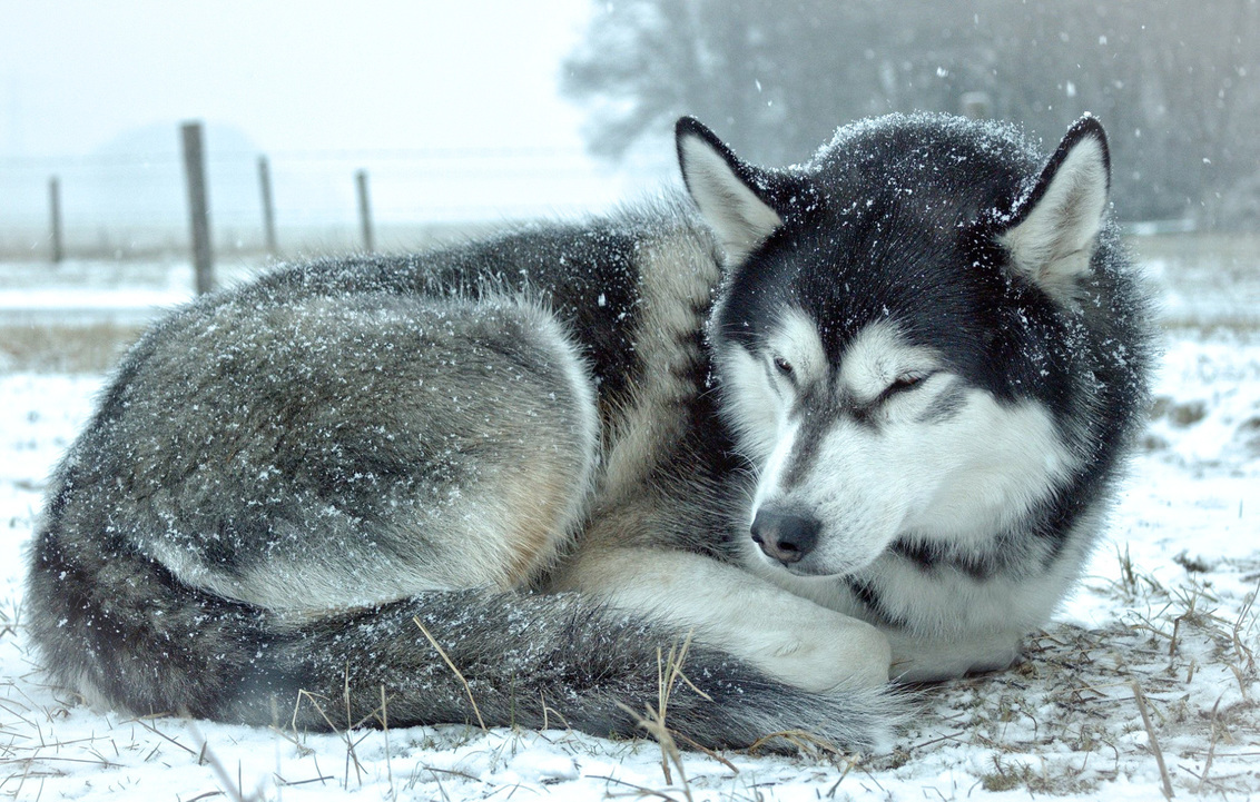 Siberian Husky In De Sneeuw Foto Van Nuyvilaq Zoom Nl