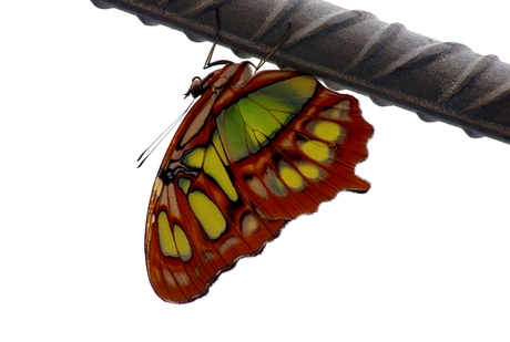 Vlinder hangend aan stalen pen